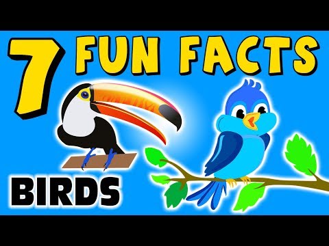 7 FUN FACTS ABOUT BIRDS! BIRD FACTS FOR KIDS! Parrot! Toucan! Learning Colors! Funny! Sock Puppet!
