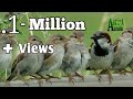 Sparrow Calling Sound Collection