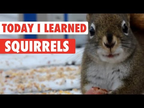 Today I Learned: Squirrels