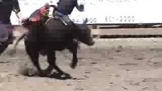 preview picture of video '2008 WOODSIDE RODEO CALF RIDING'