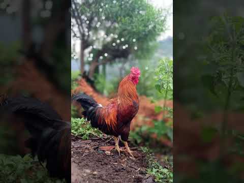 Gallo de San Carlos Alzatate Jalapa Guatemala