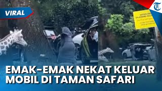 Viral Aksi Emak-emak Keluar Mobil di Area Terlarang Taman Safari, Lemparkan Sesuatu ke Arah Jerapah