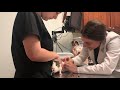 Guinea Pig Makes Loud Noise During The Doctor Visit