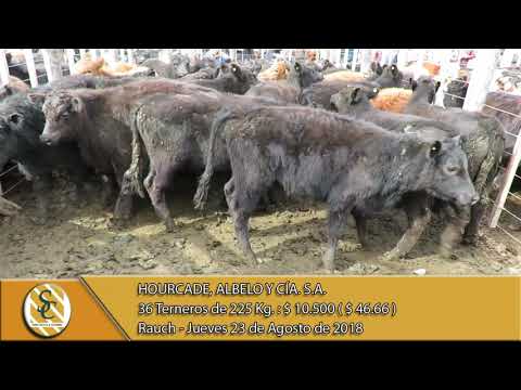 23-08-18 Venta de Machos - Hourcade, Albelo y Cía. S.A. - Rauch