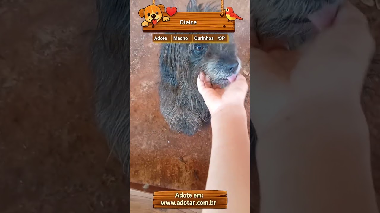 Cachorro raça Shitzu idade 3 anos nome Dieize