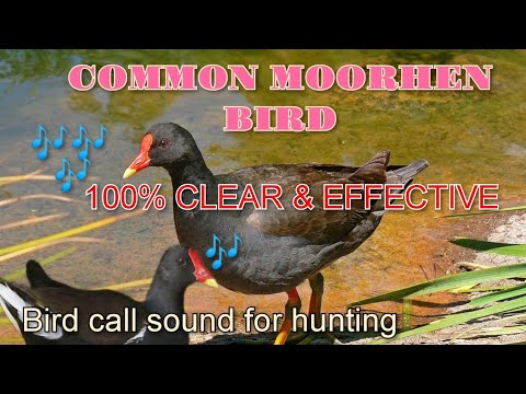 MOORHEN BIRD (UWIS )CALL SOUND FOR HUNTING PARA LUMABAS AT LUMAPIT
