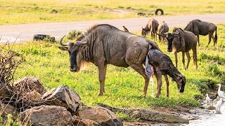 Wildebeest Calf Tries to Escape During Birth! |Wild Survival
