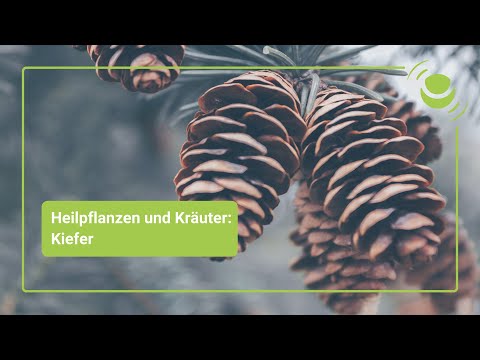 Kiefer – Alles, was du über ihre Wirkung wissen solltest.