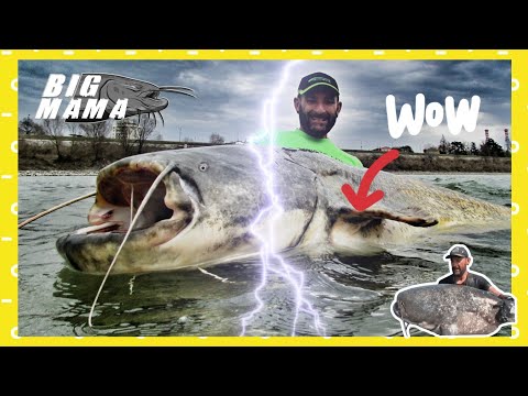 Fisherman alone fishing Giant 230 LBS monster fish by Catfish World