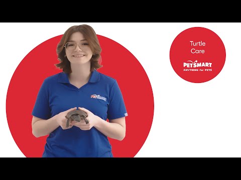 Ultimate Guide to Aquatic Turtle Care: Health and Happiness Tips