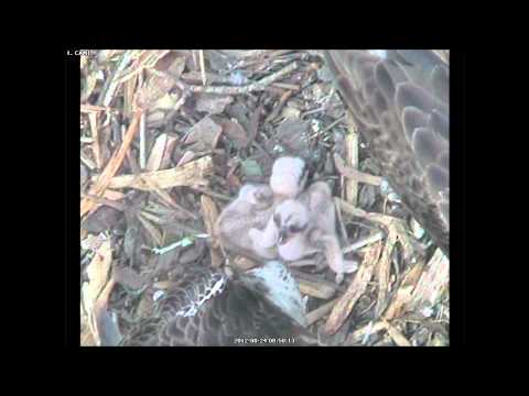 Osprey Chicks Feeding