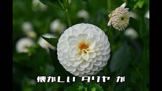 開田高原（夏）