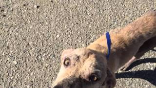 23 Dogs Rescue From Mexico