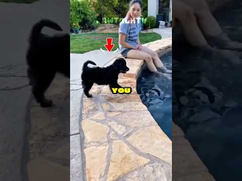 Don't let your dog near a swimming pool🐶🏊