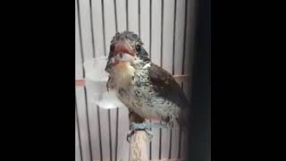 Download lagu MASTERAN CENDET MACAN ANAKAN GACOR DENGAN JEDA RAPAT DAN NGEKEK PANJANG VOKAL JERNIH DAN BERSIH mp3