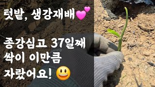 텃밭, 생강재배 