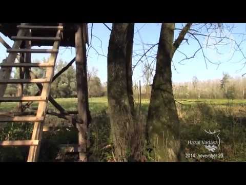 2014. november 23: NIMRÓD Percek - Szarvasbőgés Gemencen