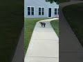 Mini Bernedoodle dogs for sale: Maxine - Video 1