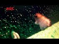 The Funniest Part Of Hammys Boomerang Adventure