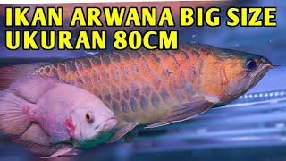 Download lagu IKAN ARWANA BIG SIZE 80CM mp3 Download lagu IKAN ARWANA BIG SIZE 80CM mp3