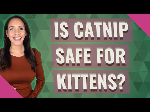 Is catnip safe for kittens?