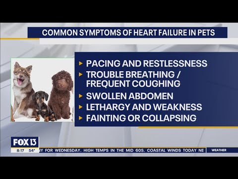 Common symptoms of heart failure in pets