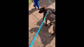 Video preview image #1 Mutt Puppy For Sale in Shelburne, VT, USA
