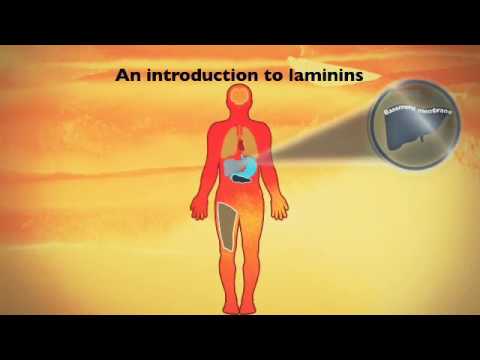 An introduction to laminin cell culture substrates