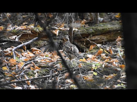 Grouse hunting compilation