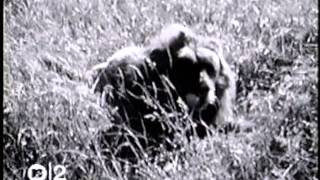 Belle And Sebastian - Is It Wicked Not To Care?