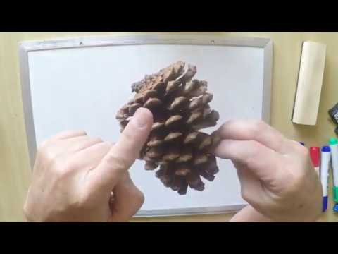 GIMNOSPERMAS  (Ciclo Reprodutivo vegetal)