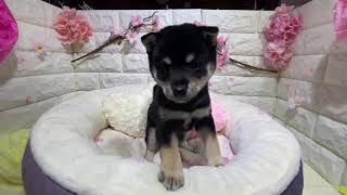 柴犬の動画01