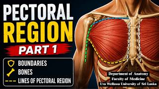 Pectoral Region - Part 1
