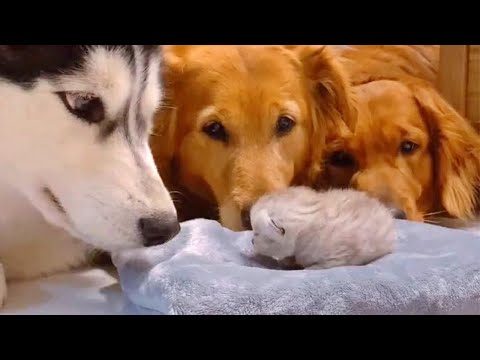 Adorable! When Three Dogs Met Their Friend’s Cute Kitten