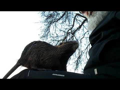 24 "Eine Möhrenlänge zwischen Mensch und Nutria" Nutria an der Ruhr