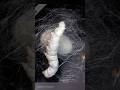 Silkworm making Cocoon | Bombyx Mori | Sericulture
