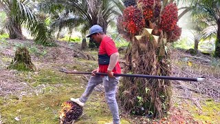 Download lagu MESTI SEMAK PANEN SAWIT RAJA OBROK SELALU BANYAK BUAH.! mp3