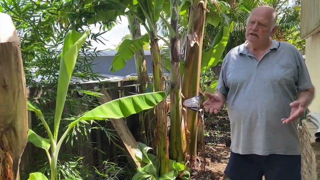 Backyard bananas 