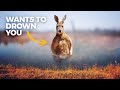 The Insane Biology Of Kangaroos