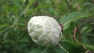 preview picture of video 'Willow Pine Cone Gall ,Griffith Indiana'