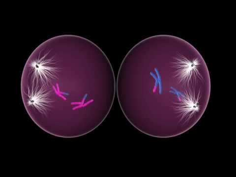 Kurz erklärt  Wie kommt es zum Down Syndrom  online video cutter com