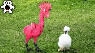 Bizarre Roosters Of The World
