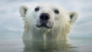 Face To Face With The Polar Bear (Wildlife Documentary)