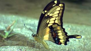 Andy Williams :::: Butterfly.
