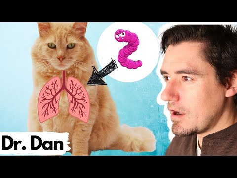 LUNG Worms in the Cat.  Dr. Dan explains the Cat Lung Worm.