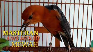 Download lagu MATERI SUPER EDAN!! ISIAN MEWAH MASTERAN ANIS MERAH JUARA mp3 Download lagu MATERI SUPER EDAN!! ISIAN MEWAH MASTERAN ANIS MERAH JUARA mp3