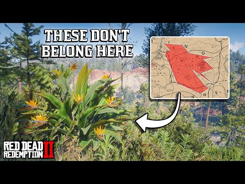 Birds of Paradise Plants in the Wild - New Map Pattern in the RDR2 Spider Web Mystery