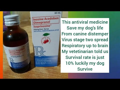 How to survive from Canine Distemper Virus, base in my own experience 🐶 watch full video