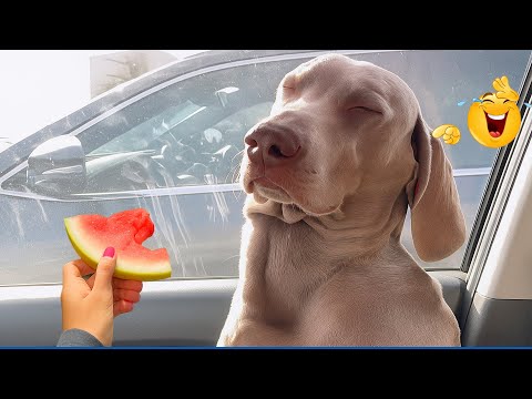 The Funniest Animal Videos Compilation 😹🐶 Crazy Funny Dogs That Will Make You Laugh Nonstop 🤣
