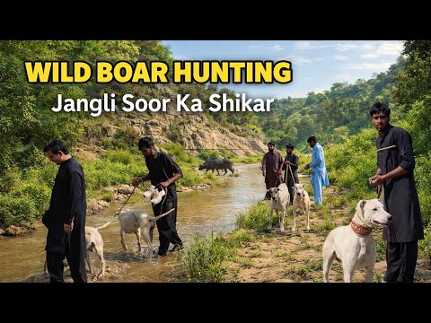 Pig Hunting with Dogs in Pakistan 🐗 | Real Village Hunting Adventure!